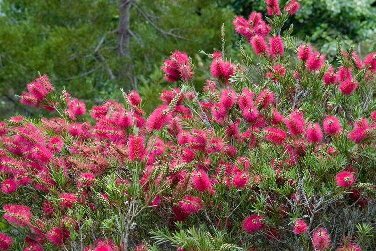 Blandy's Garden (Palheiro Gardens) (Madeira - Bei Funchal)