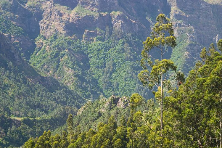 Boca da Encumeada - Bica da Cana (Madeira - Paul da Serra)