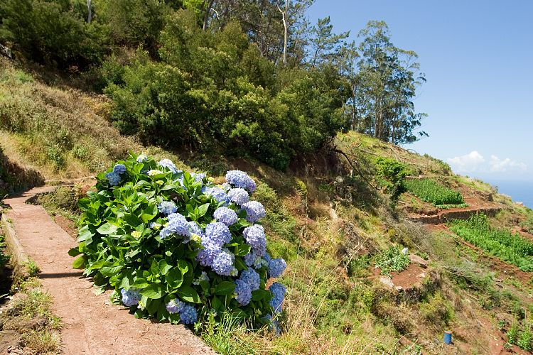 Cabo Girao (Madeira - Cabo Girao)