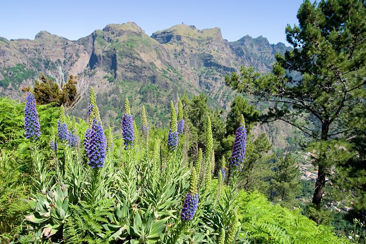 Eira do Serrado (Madeira - Curral das Freiras)