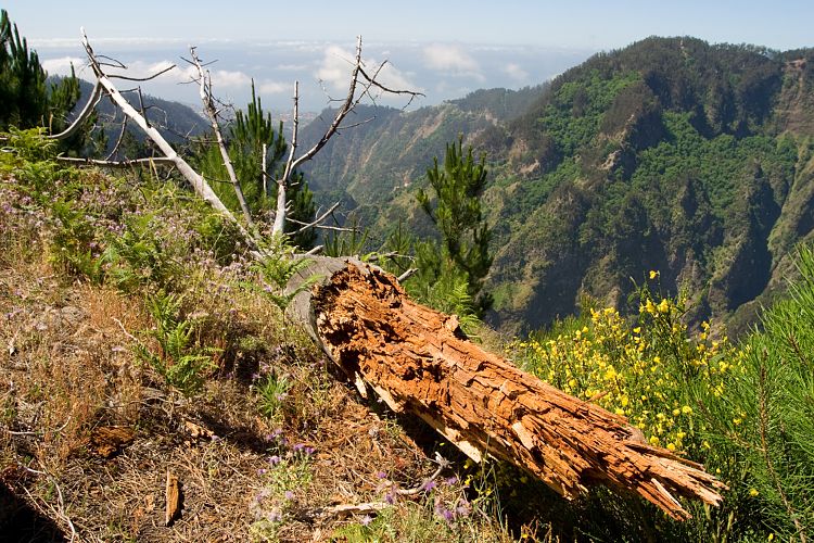 Eira do Serrado (Madeira - Curral das Freiras)