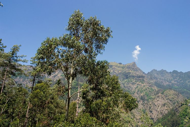 Eira do Serrado (Madeira - Curral das Freiras)