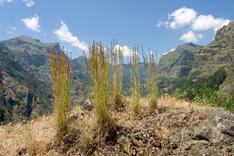 Eira do Serrado (Madeira - Curral das Freiras)