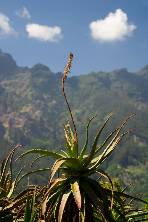 Eira do Serrado (Madeira - Curral das Freiras)