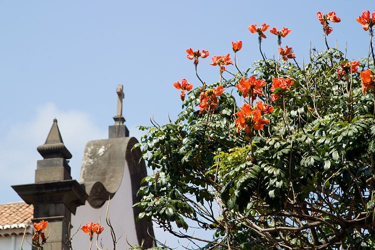 Funchal (Madeira - Funchal)