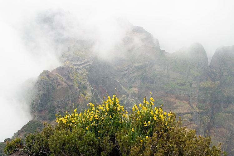 Pico Ruivo (Madeira - Pico Ruivo)