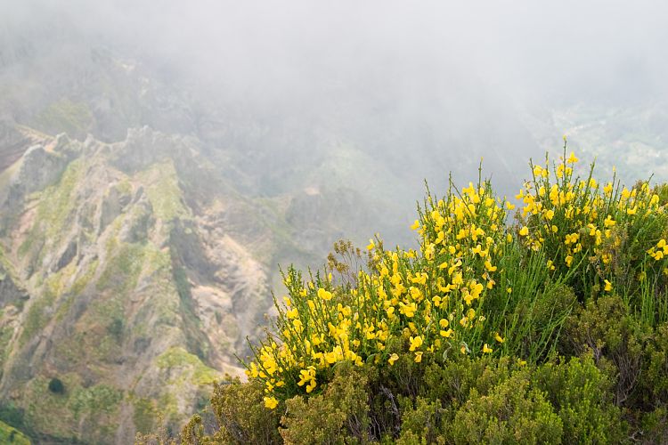 Pico Ruivo (Madeira - Pico Ruivo)