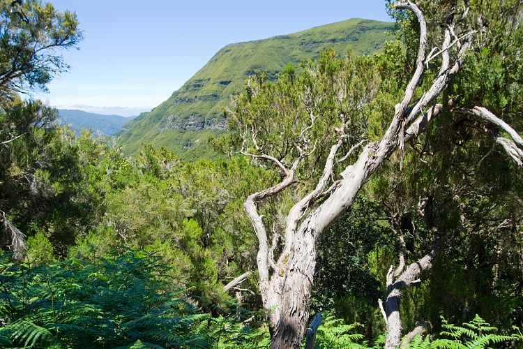 Rabacal - 25 Quellen - Risco (Madeira - Rabacal)