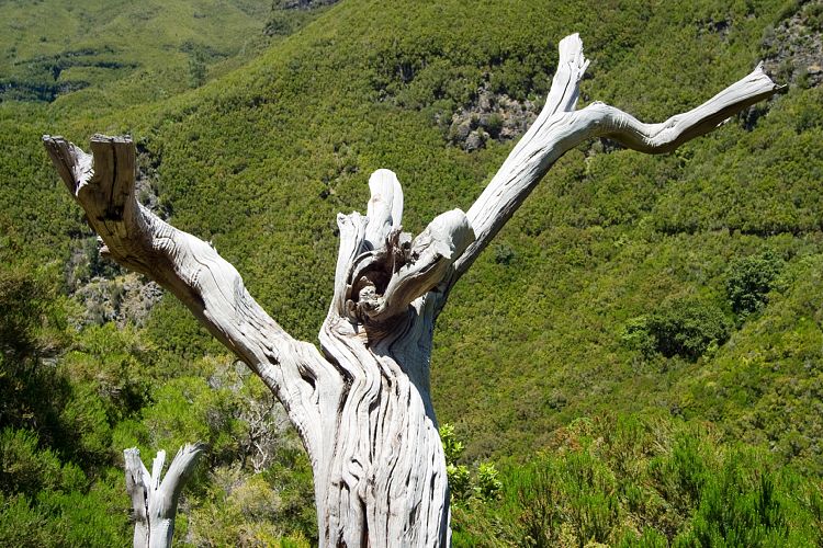 Rabacal - 25 Quellen - Risco (Madeira - Rabacal)