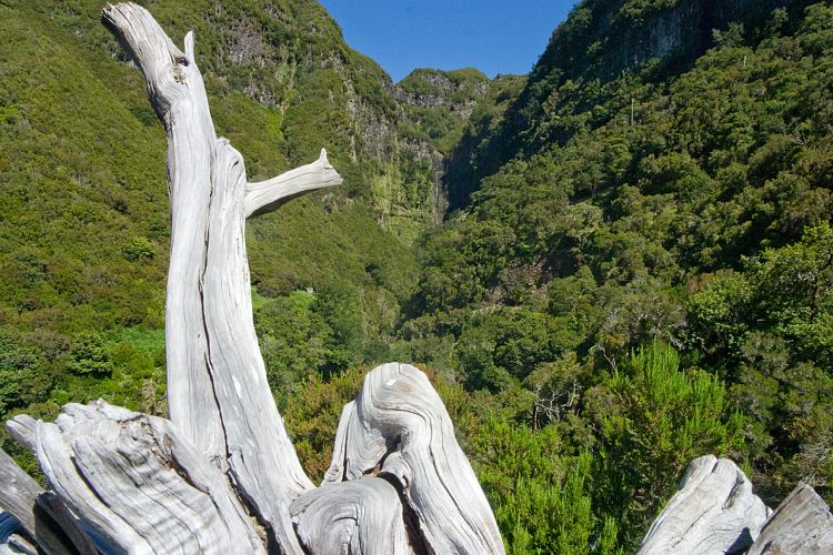 Rabacal - 25 Quellen - Risco (Madeira - Rabacal)