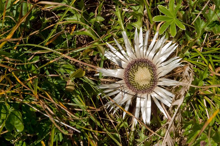 Abstieg zum Wildseelodersee (Pillerseetal - Wanderung)