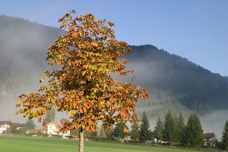 Am Pillersee (Pillerseetal - Am Pillersee)