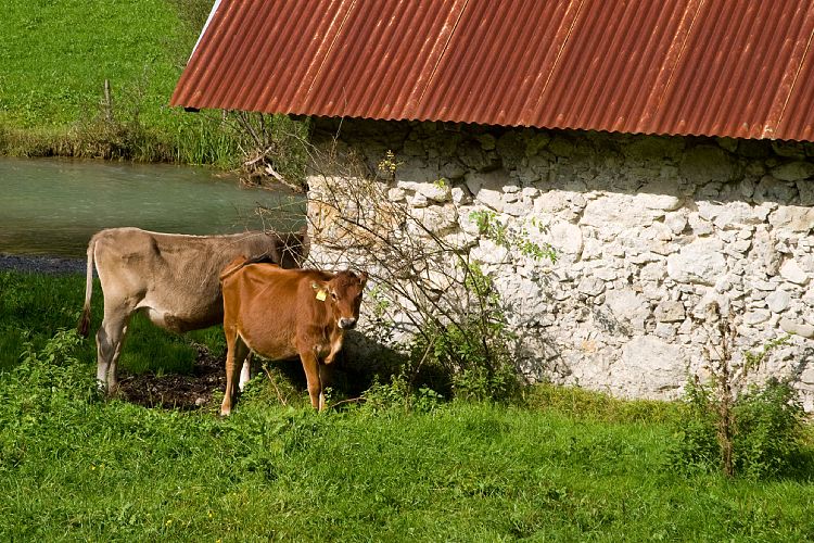 Am Pillersee (Pillerseetal - Teufelsklamm & Ellmau)