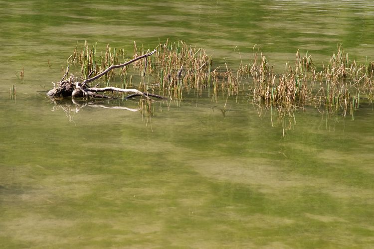 Am Pillersee (Pillerseetal - Teufelsklamm & Ellmau)