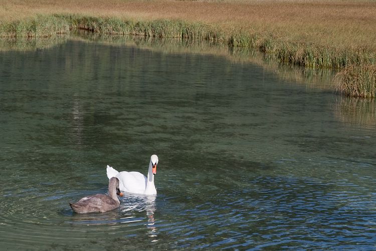 Am Pillersee (Pillerseetal - Jgersteig)