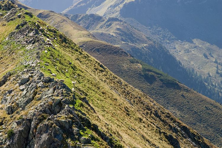 Gipfel des Wildseeloder (Pillerseetal - Wanderung)