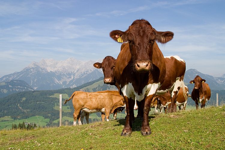 Jgersteig (Pillerseetal - Jgersteig)