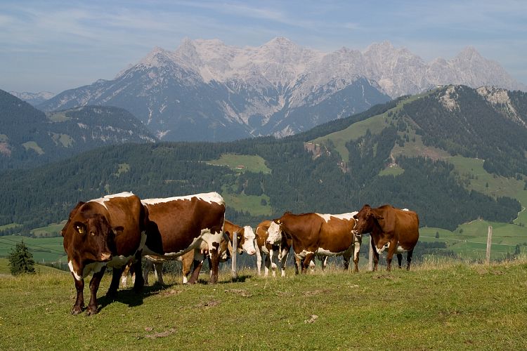 Jgersteig (Pillerseetal - Jgersteig)