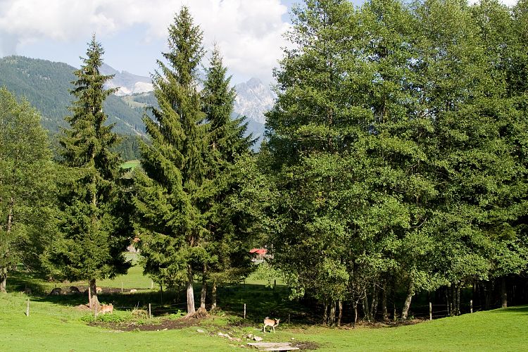 Kleintierpark Fieberbrunn (Pillerseetal - Teufelsklamm & Ellmau)