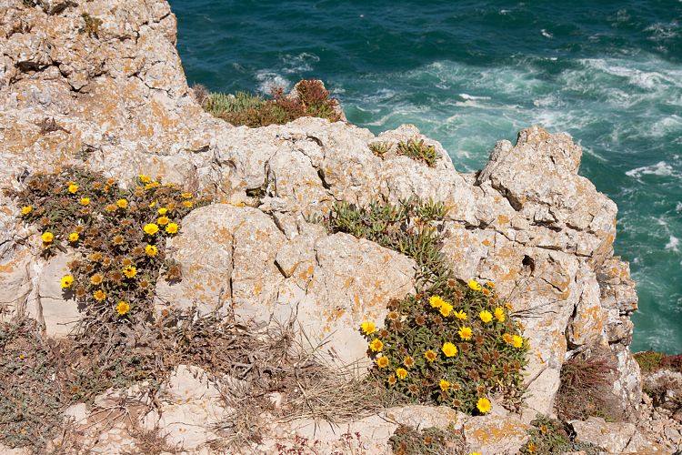 Cabo de So Vicente (Portugal - Tag 11)