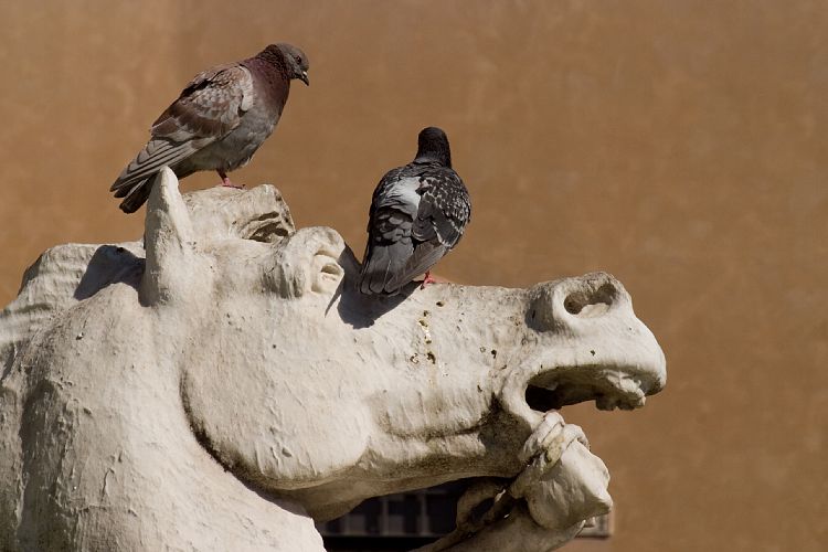 Piazza Navona (Rom - 12. Mrz)