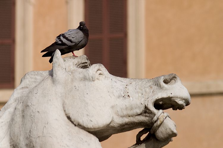 Piazza Navona (Rom - 14. Mrz)