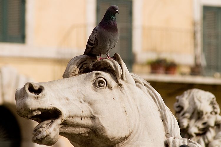 Piazza Navona (Rom - 14. Mrz)