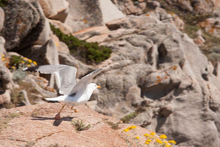 Capo Testa (Sardinien - Nordwesten)