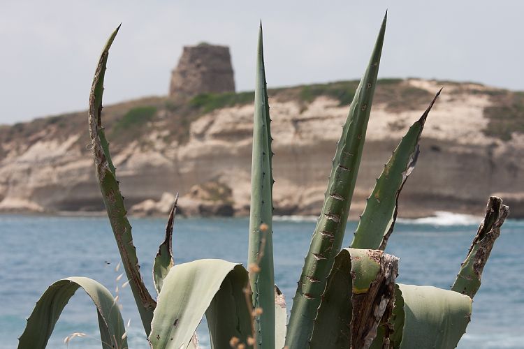 S'Archittu (Sardinien - Westkste)