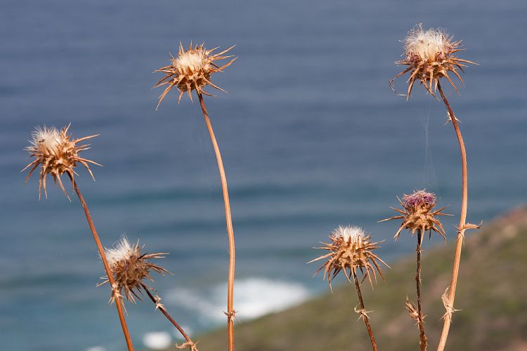 Westkste (Sardinien - Westkste)