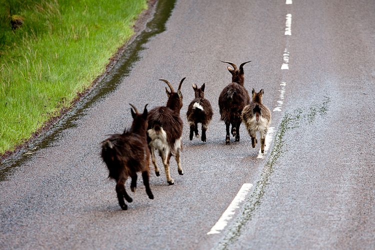 A832 (Schottland - Laide - Inverness)