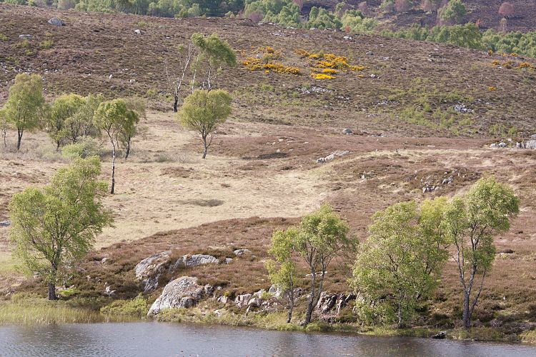 A833 (Schottland - Laide - Inverness)