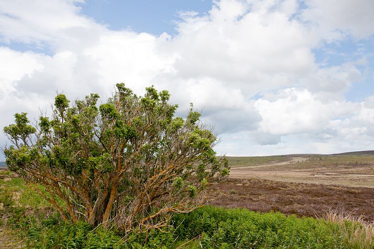 B9007 (Schottland - Cairngorm Mountains)
