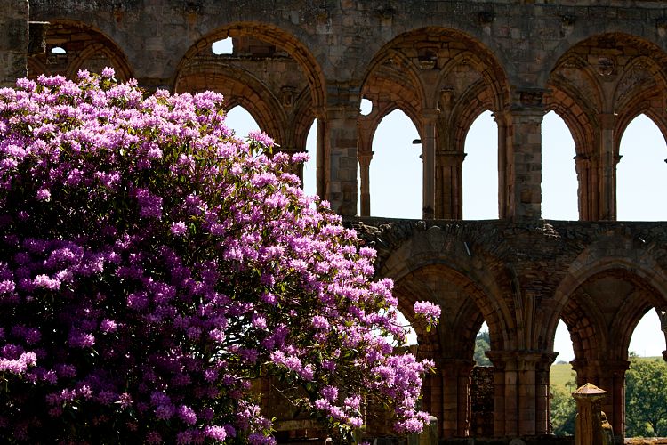 Jedburgh Abbey (Schottland - Border Abbeys)