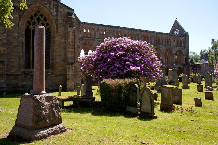 Jedburgh Abbey (Schottland - Border Abbeys)