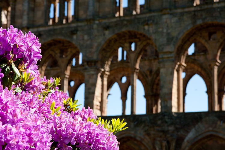 Jedburgh Abbey (Schottland - Border Abbeys)