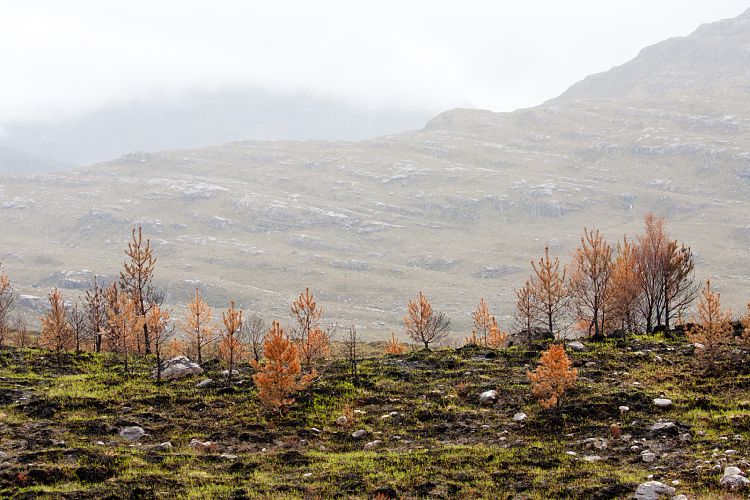 Loch Torridon (Schottland - Isle of Skye - Laide)