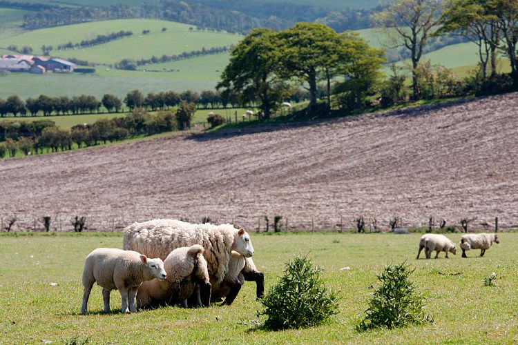 Maybole (Schottland - Lesmahagow - Edinburgh)