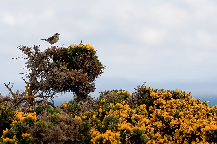 Tarbat Ness (Schottland - Die Nordostkste)