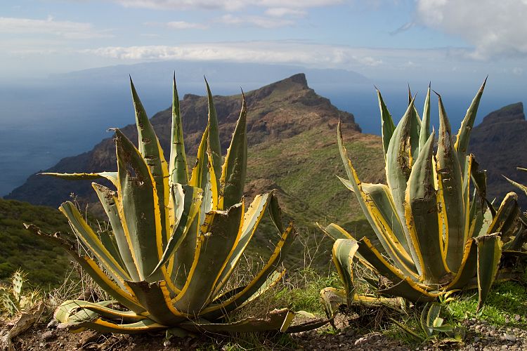 Bei Masca (Teneriffa - Der Nordwesten)
