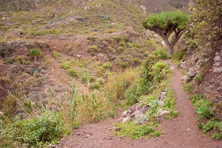 El Dragillo (Teneriffa - Der Nordosten)