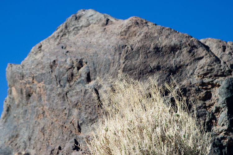 Huevos del Teide (Teneriffa - Teide)