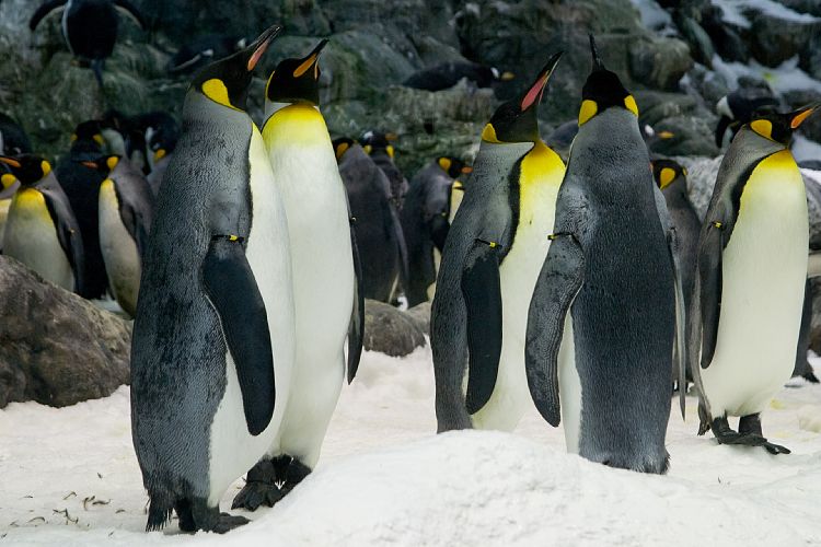 Loro Parque (Teneriffa - Loro Parque und Teno)