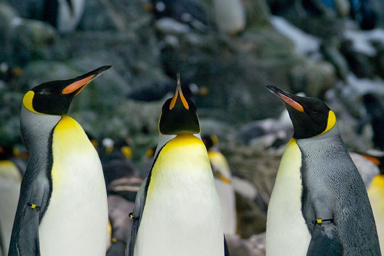 Loro Parque (Teneriffa - Loro Parque und Teno)