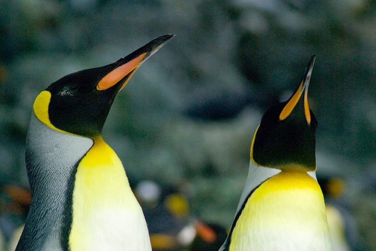 Loro Parque (Teneriffa - Loro Parque und Teno)