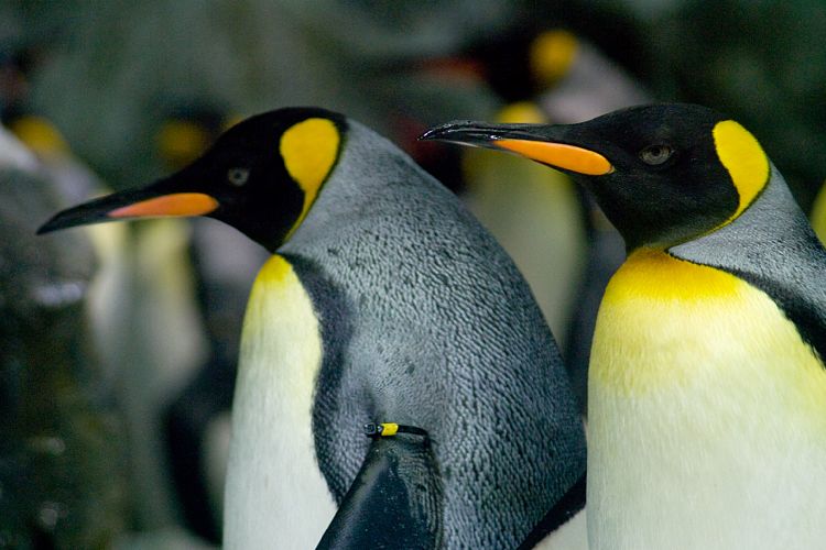 Loro Parque (Teneriffa - Loro Parque und Teno)