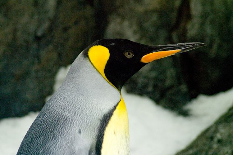 Loro Parque (Teneriffa - Loro Parque und Teno)