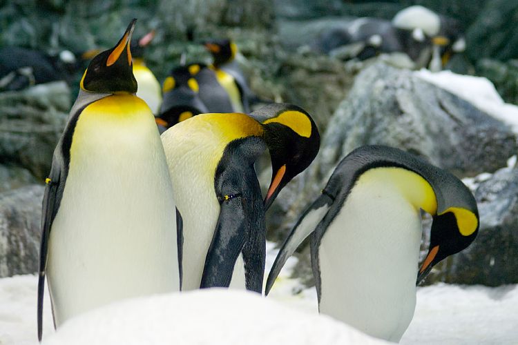 Loro Parque (Teneriffa - Loro Parque und Teno)