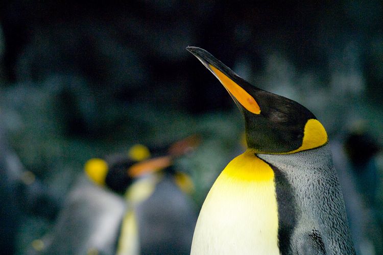 Loro Parque (Teneriffa - Loro Parque und Teno)