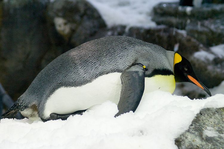 Loro Parque (Teneriffa - Loro Parque und Teno)